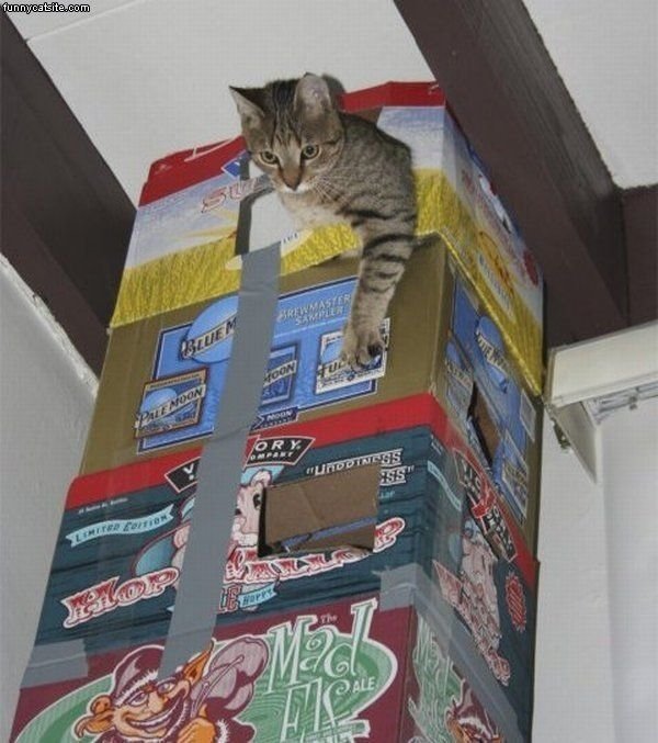 tour en forme de bière pour chat