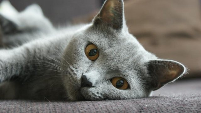 chat chartreux chat chartreux