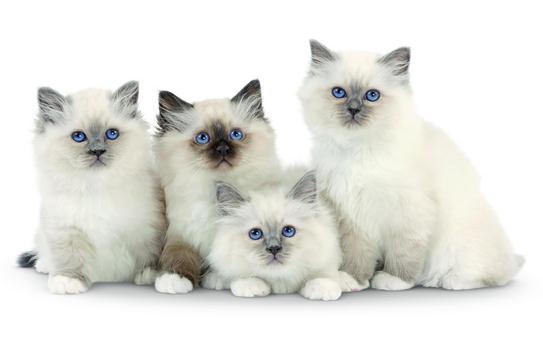 chat birman chat birman