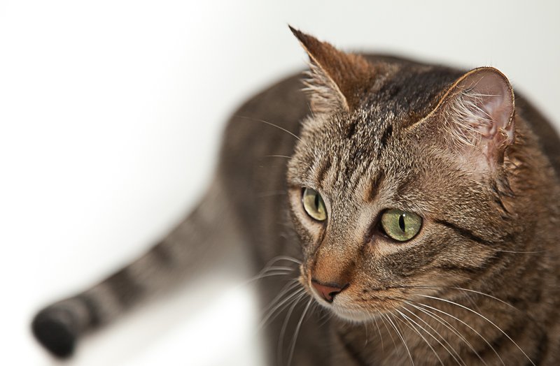 chat de gouttière chat de gouttière