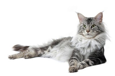 chat maine coon chat maine coon