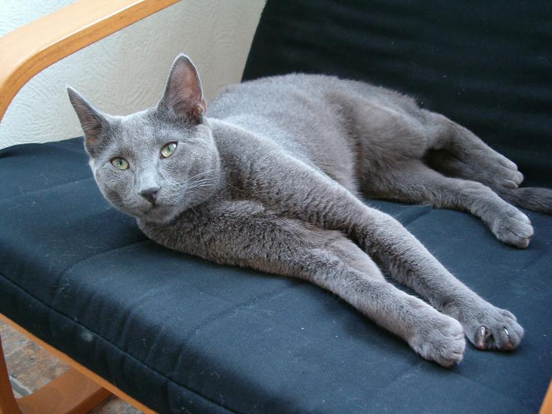 chat bleu russe