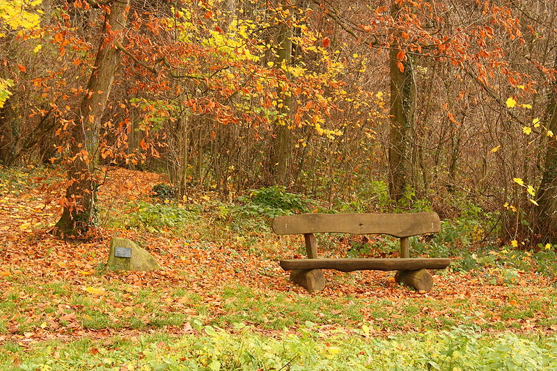Banc de jardin tendance en bois, avec deux tronçons en soutien, au milieu d'un décor magnifique extérieur automnal. Feuilles mortes par terre, arbres avec feuilles oranges et jaunes. crédit photo©Wikimedia Commons