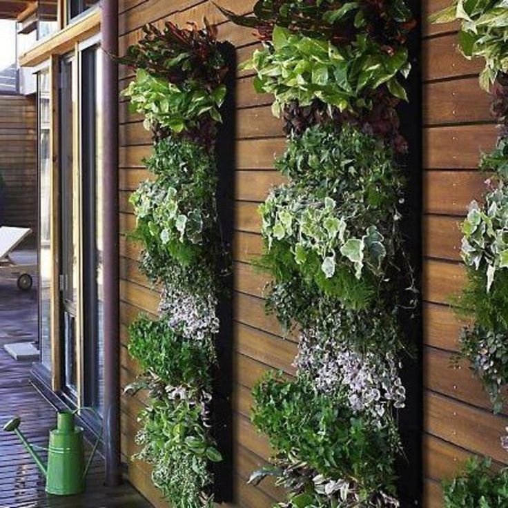Mur végétal de balcon avec une multitude de sortes de lierres et de laurines. Mur en bois avec parquet au sol.
