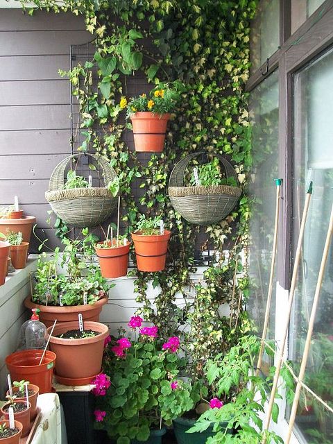 Mur végétal de balcon avec lierre, une multitude de pots avec différentes plantes ainsi que des fleurs jaunes et roses. Mur blanc et portes en verre.