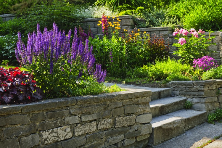 Petit jardin aménagé avec lavandes et rosiers. Allée en vieilles pierres avec escalier et mur en pierre servant de clôture.