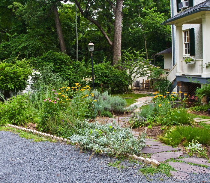 Aménager un parterre de graviers à côté d'un jardin avec multitude de plantes dont des tulipes jaunes. Grands arbres et maison blanche et bleue.
