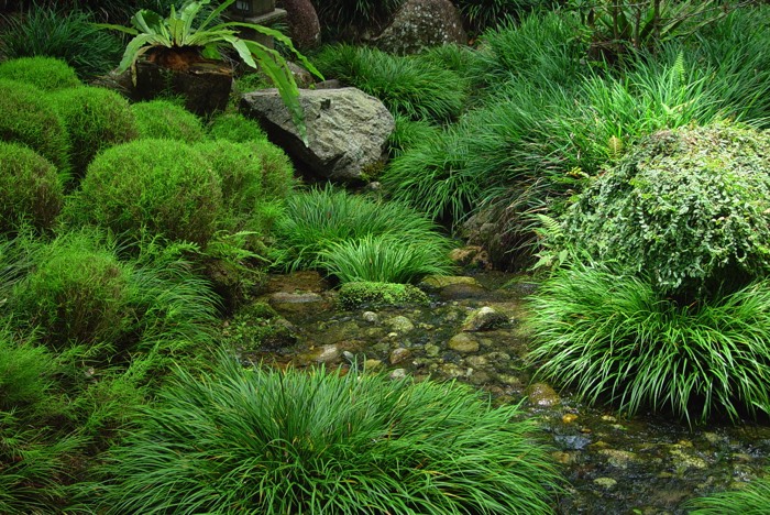 Décorer son jardin moderne avec une multitude de fougères, de plantes grasses et d'autres végétaux. Présence de gros cailloux.