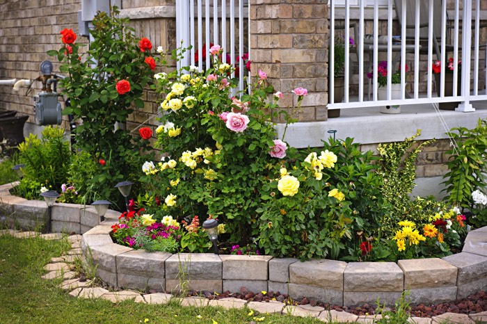 Jardin aménagé en pierre composé d'une allée de rosiers jaunes, roses et rouges. Cette allée arbore la maison en pierre avec clôture blanche.