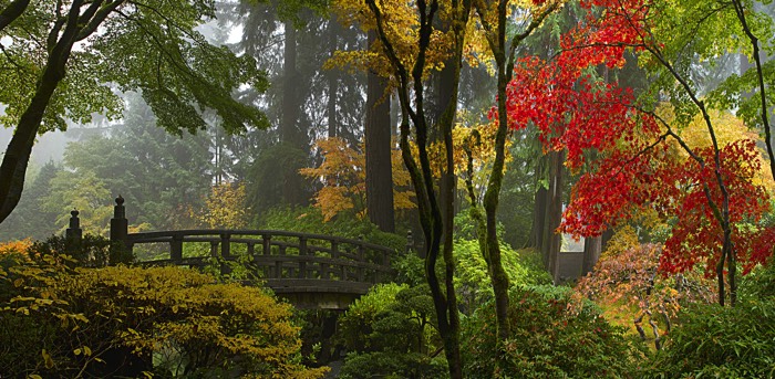 Jardin aménagé dans une forêt comprenant un pont japonais en bois et de nombreux arbres avec feuilles rouges, vertes et jaunes. Photo prise au printemps.
