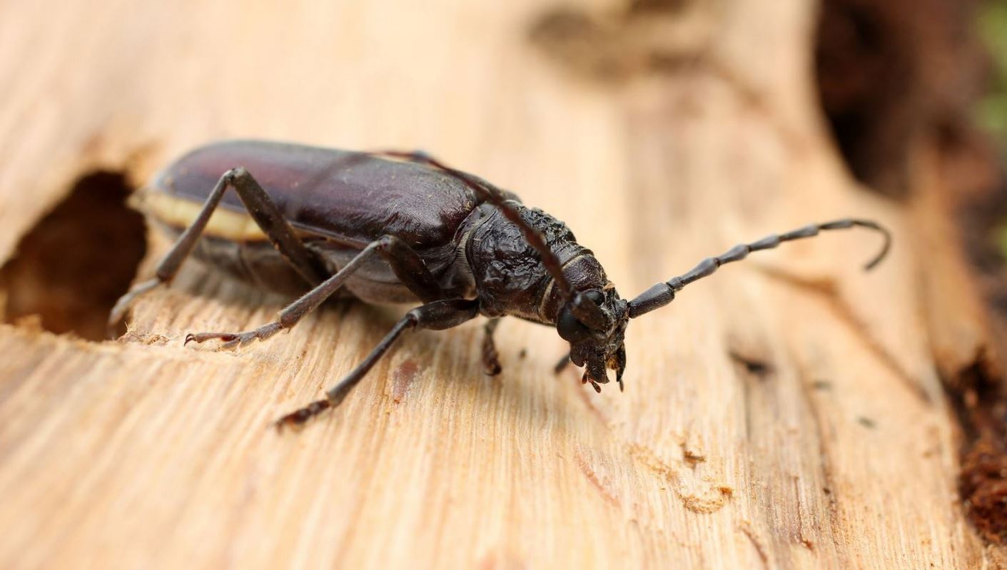 les insectes xylophages