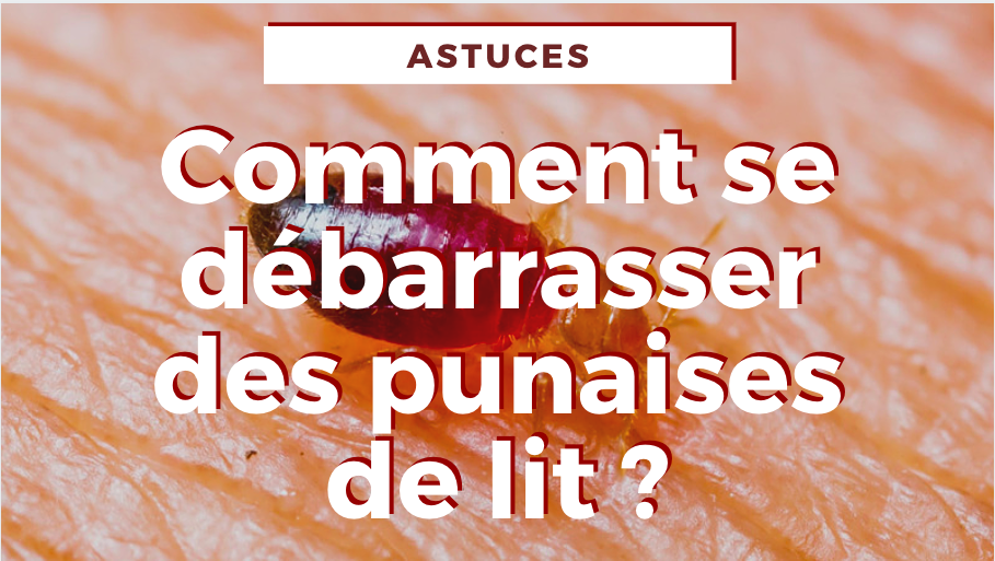 traitements punaises de lit