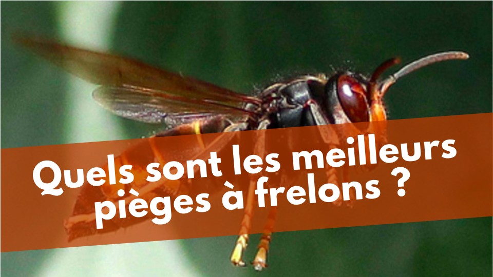 comment se débarrasser des frelons